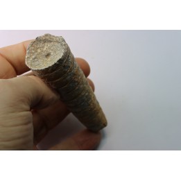 orthoceras: Michelinoceras michelini - givétien - Erfoud, Maroc