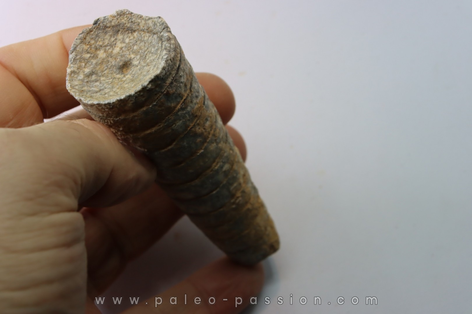 orthoceras: Michelinoceras michelini - givétien - Erfoud, Maroc