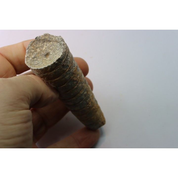 orthoceras: Michelinoceras michelini - givétian - Erfoud, Morocco