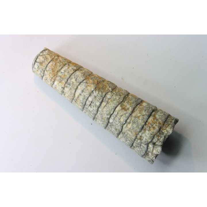 orthoceras: Michelinoceras michelini - givétien - Erfoud, Maroc