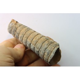 orthoceras: Michelinoceras michelini - givétian - Erfoud, Morocco