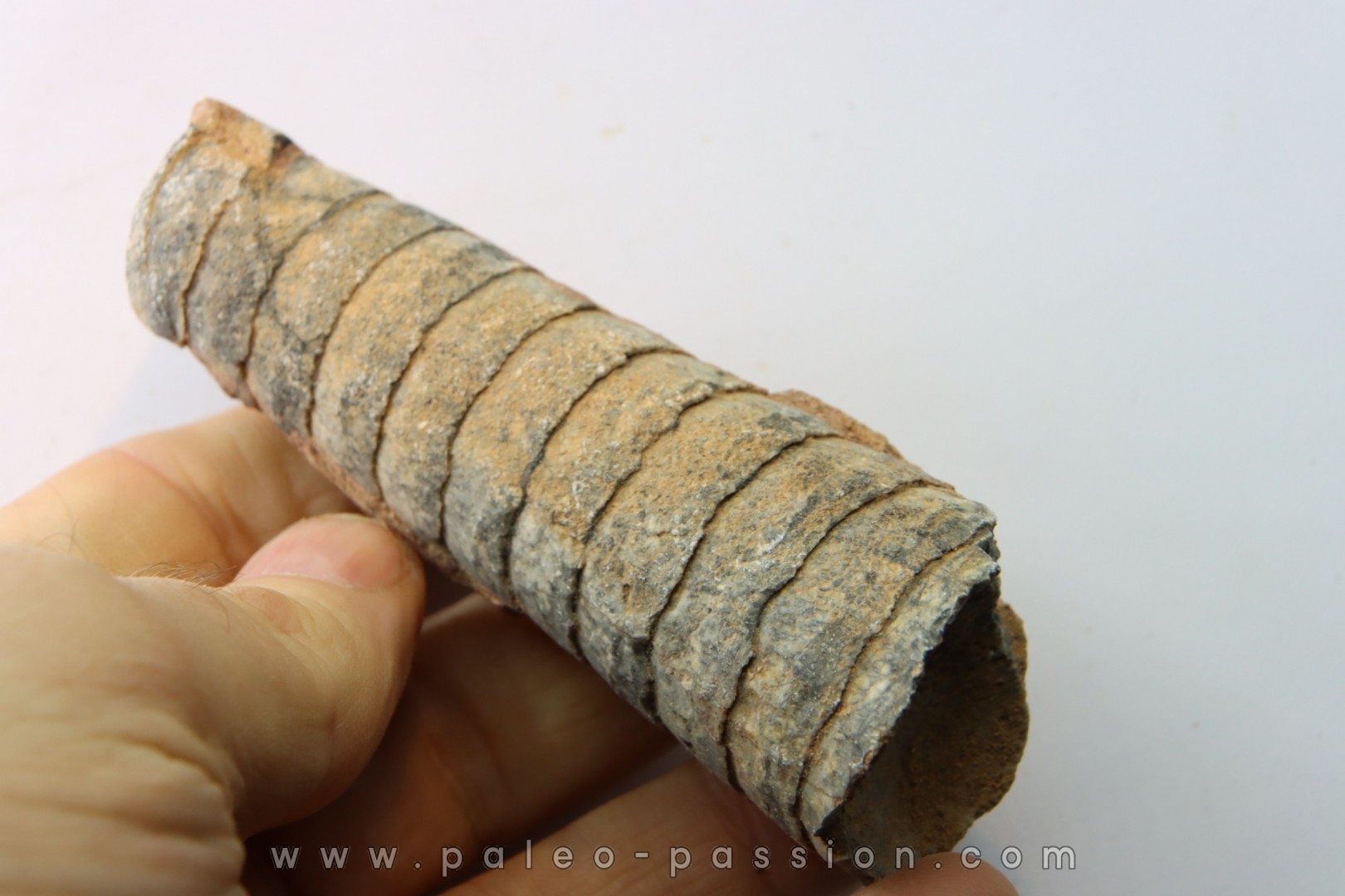 orthoceras: Michelinoceras michelini - givétien - Erfoud, Maroc
