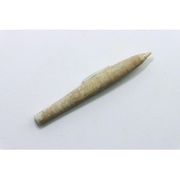 bélemnite: Hibolithes subfusiformis - Hauterivian - Alpes de haute Provence - France
