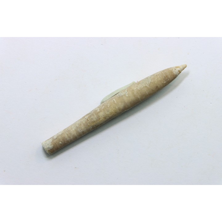 bélemnite: Hibolithes subfusiformis - Hauterivian - Alpes de haute Provence - France