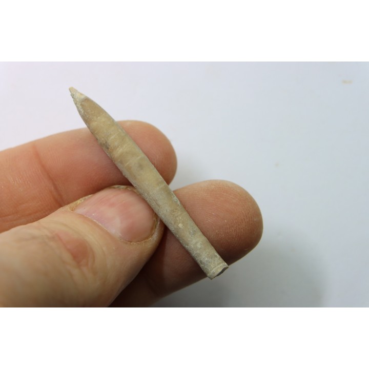 bélemnite: Hibolithes subfusiformis - Hauterivien - Alpes de haute Provence - France