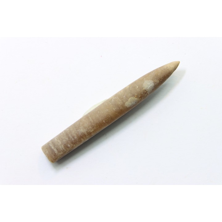 bélemnite: Hibolithes subfusiformis - Hauterivien - Alpes de haute Provence - France