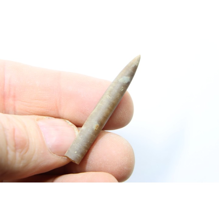 bélemnite: Hibolithes subfusiformis - Hauterivian - Alpes de haute Provence - France