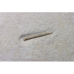 bélemnite: Hibolithes subsulcatus - lower Tithonian- Muhlheim, Germany