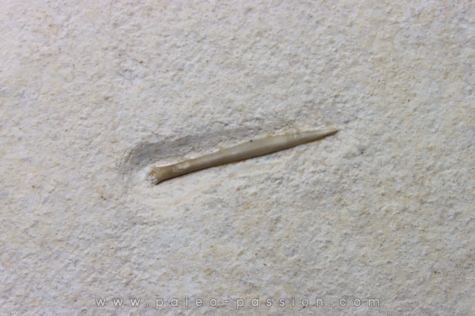 bélemnite: Hibolithes subsulcatus - lower Tithonian- Muhlheim, Germany