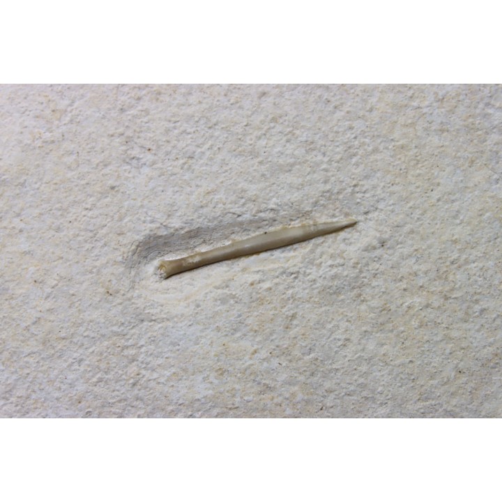 bélemnite: Hibolithes subsulcatus - Tithonien - Muhlheim - Allemagne