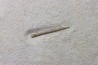 bélemnite: Hibolithes subsulcatus - lower Tithonian- Muhlheim, Germany