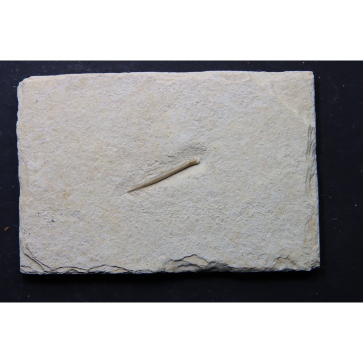 bélemnite: Hibolithes subsulcatus - lower Tithonian- Muhlheim, Germany