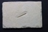bélemnite: Hibolithes subsulcatus - Tithonien - Muhlheim - Allemagne