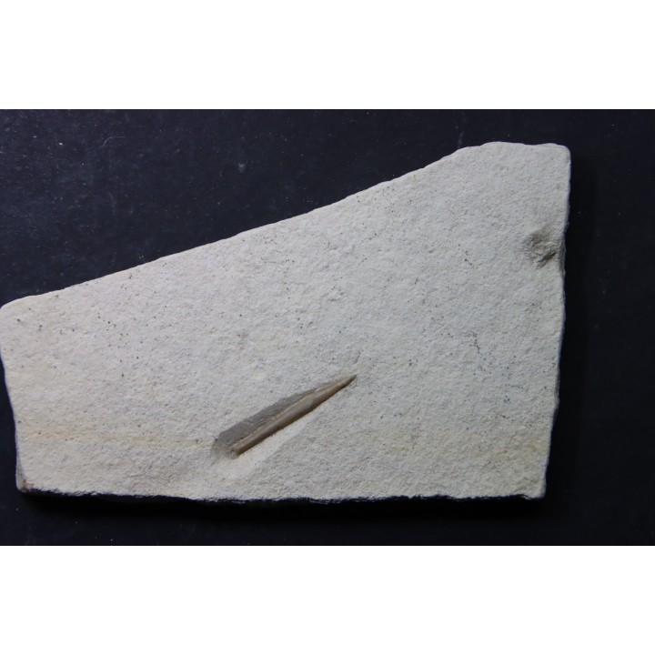 bélemnite: Hibolithes subsulcatus - lower Tithonian- Muhlheim, Germany
