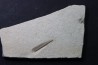 bélemnite: Hibolithes subsulcatus - Tithonien - Muhlheim - Allemagne