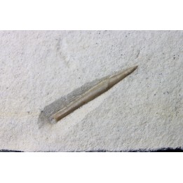 bélemnite: Hibolithes subsulcatus - Tithonien - Muhlheim - Allemagne