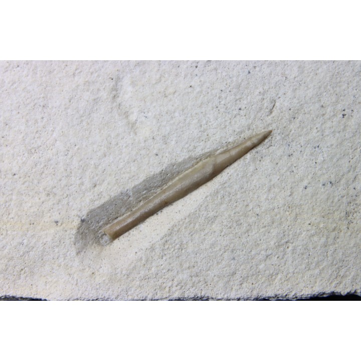 bélemnite: Hibolithes subsulcatus - Tithonien - Muhlheim - Allemagne