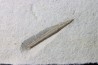 bélemnite: Hibolithes subsulcatus - lower Tithonian- Muhlheim, Germany