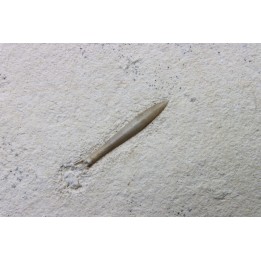 bélemnite: Hibolithes subsulcatus - Tithonien - Muhlheim - Allemagne