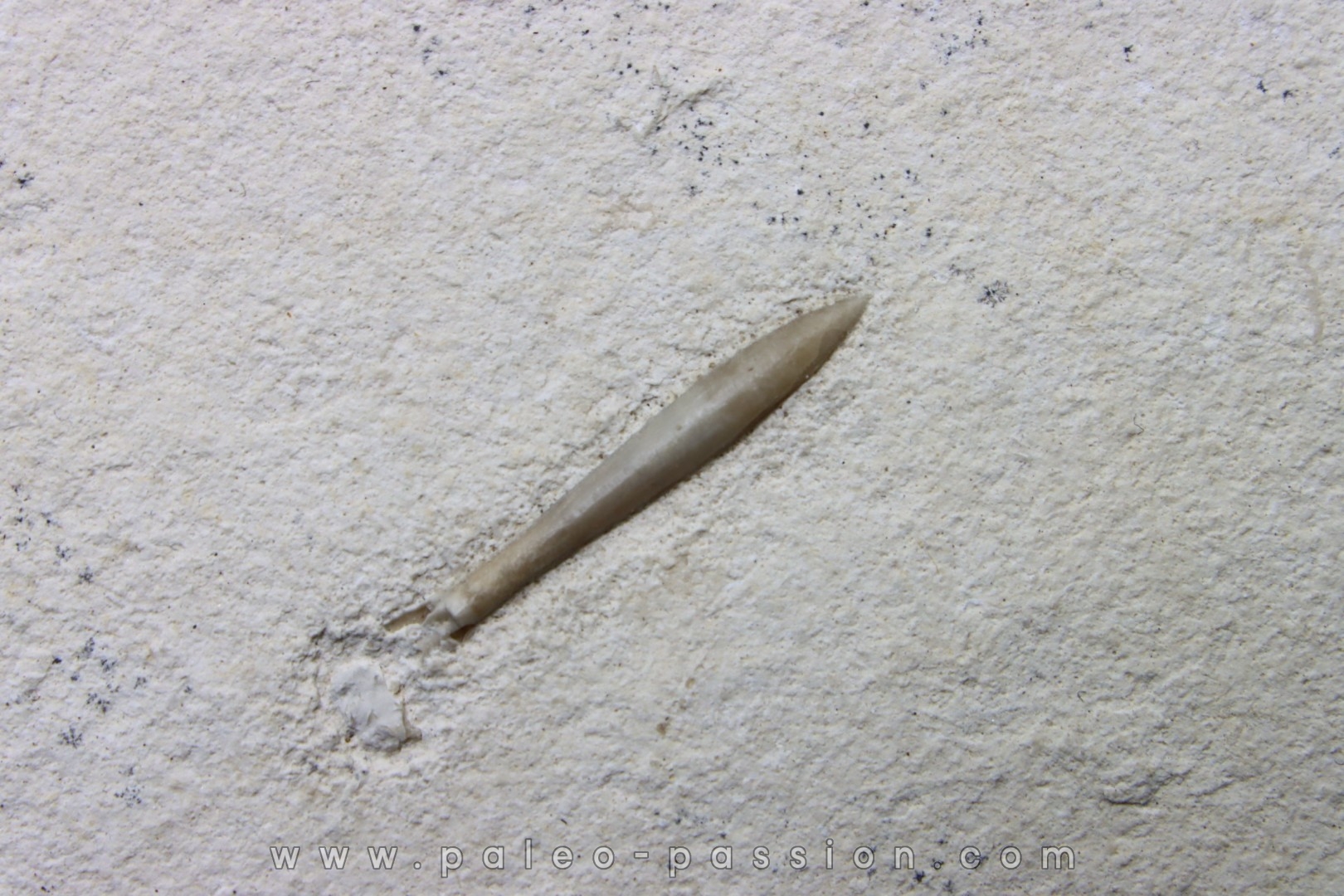 bélemnite: Hibolithes subsulcatus - lower Tithonian- Muhlheim, Germany