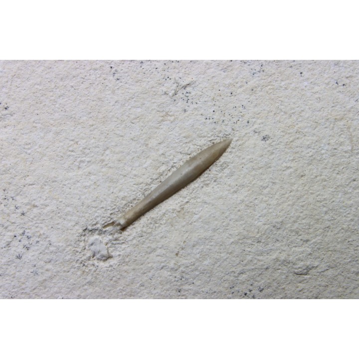 bélemnite: Hibolithes subsulcatus - lower Tithonian- Muhlheim, Germany