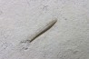 bélemnite: Hibolithes subsulcatus - Tithonien - Muhlheim - Allemagne