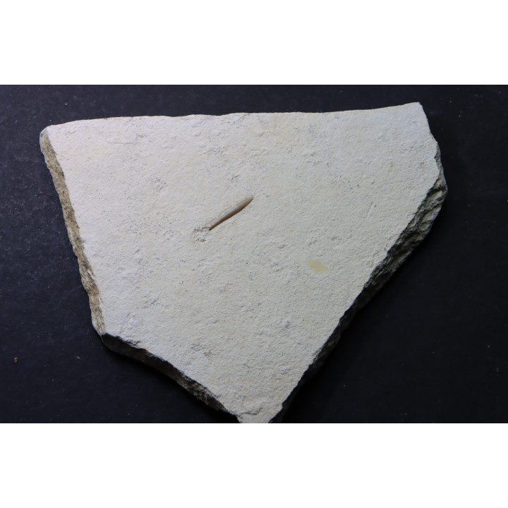 bélemnite: Hibolithes subsulcatus - lower Tithonian- Muhlheim, Germany