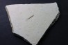 bélemnite: Hibolithes subsulcatus - lower Tithonian- Muhlheim, Germany