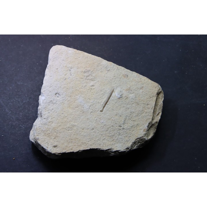 bélemnite: Hibolithes subsulcatus - Tithonien - Muhlheim - Allemagne