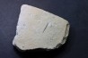 bélemnite: Hibolithes subsulcatus - Tithonien - Muhlheim - Allemagne