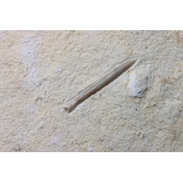 bélemnite: Hibolithes subsulcatus - lower Tithonian- Muhlheim, Germany