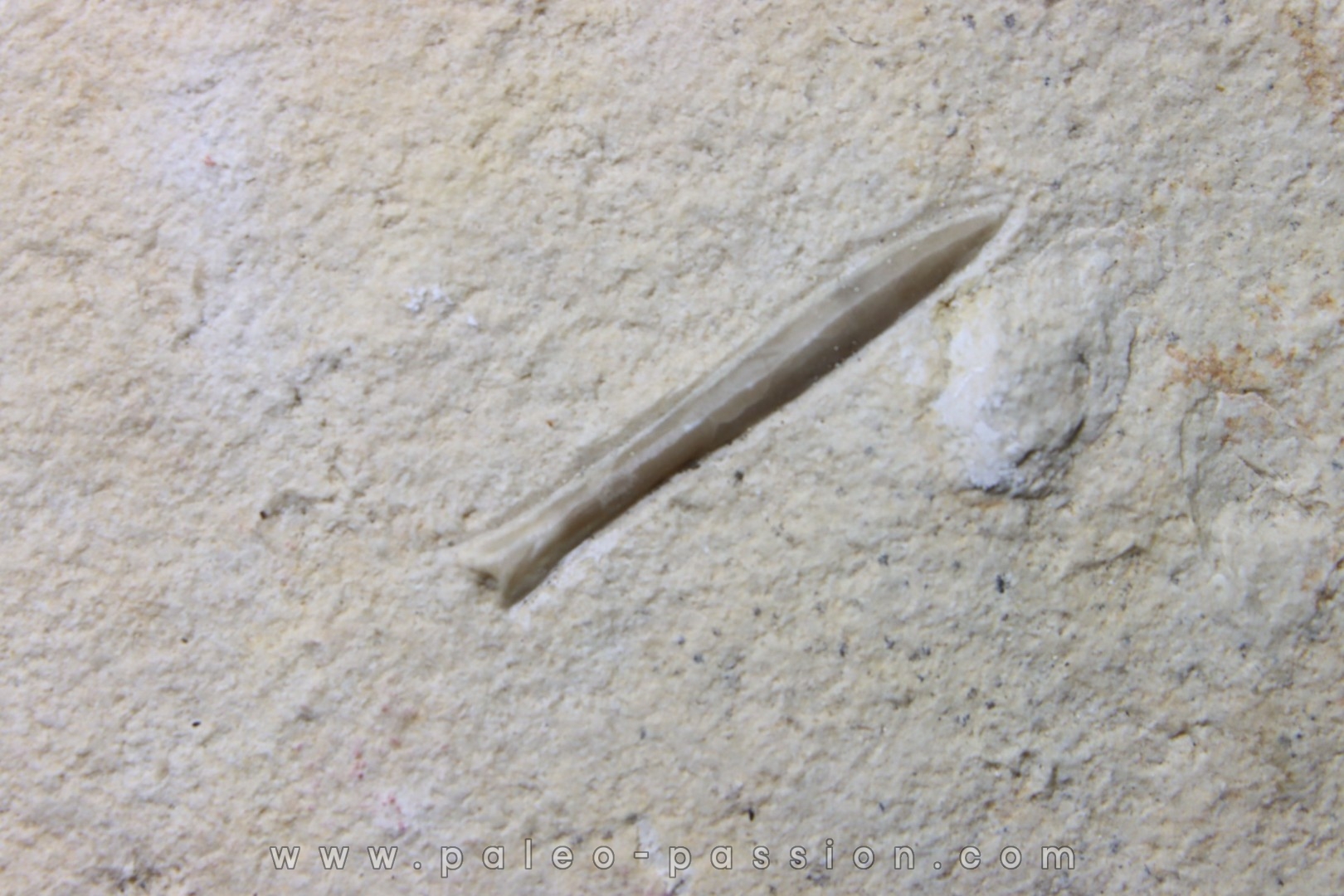 bélemnite: Hibolithes subsulcatus - lower Tithonian- Muhlheim, Germany