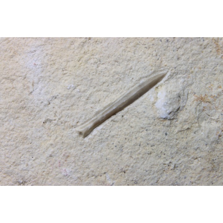 bélemnite: Hibolithes subsulcatus - Tithonien - Muhlheim - Allemagne