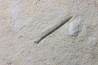 bélemnite: Hibolithes subsulcatus - Tithonien - Muhlheim - Allemagne