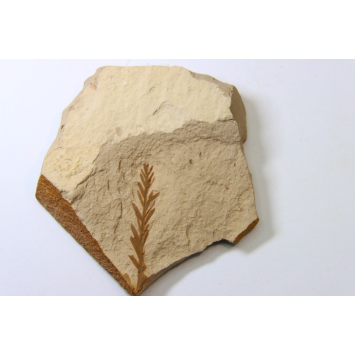 METASEQUOIA - oligocene - muddy creek fmt - Montana - USA