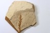 METASEQUOIA - oligocene - muddy creek fmt - Montana - USA