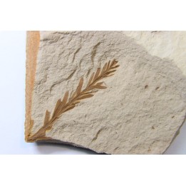 METASEQUOIA - oligocene - muddy creek fmt - Montana - USA