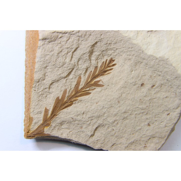 METASEQUOIA - oligocene - muddy creek fmt - Montana - USA
