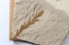 METASEQUOIA - oligocene - muddy creek fmt - Montana - USA
