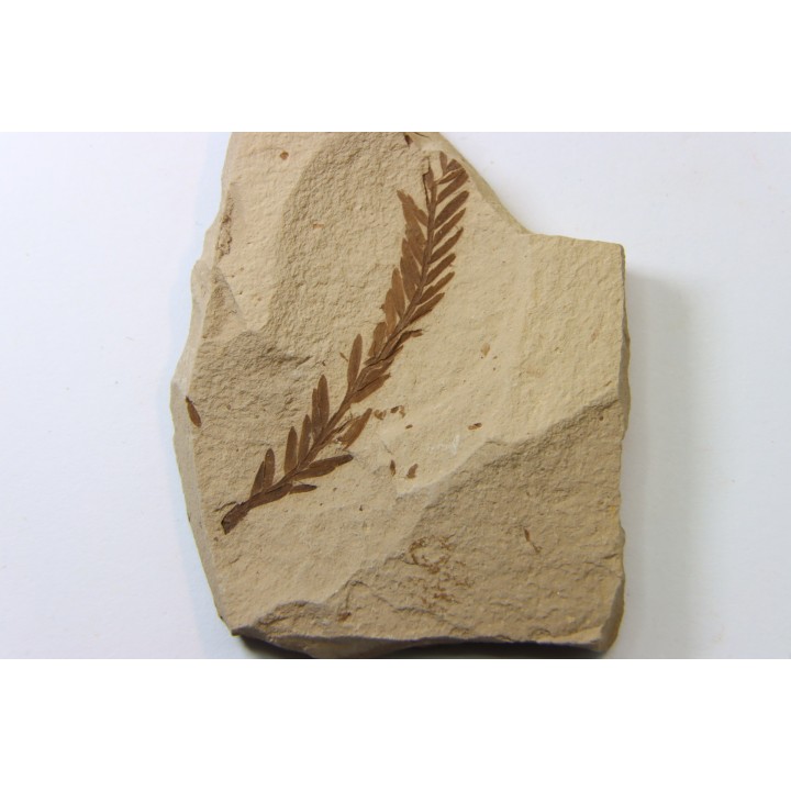METASEQUOIA - oligocene - muddy creek fmt - Montana - USA