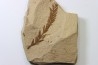 METASEQUOIA - oligocene - muddy creek fmt - Montana - USA