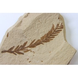 METASEQUOIA - oligocene - muddy creek fmt - Montana - USA