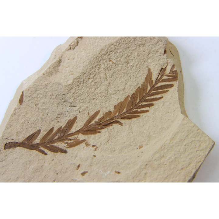 METASEQUOIA - oligocene - muddy creek fmt - Montana - USA