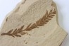 METASEQUOIA - oligocene - muddy creek fmt - Montana - USA