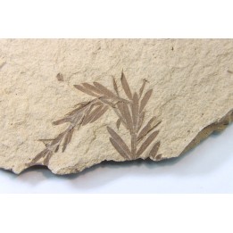 METASEQUOIA - oligocene - muddy creek fmt - Montana - USA