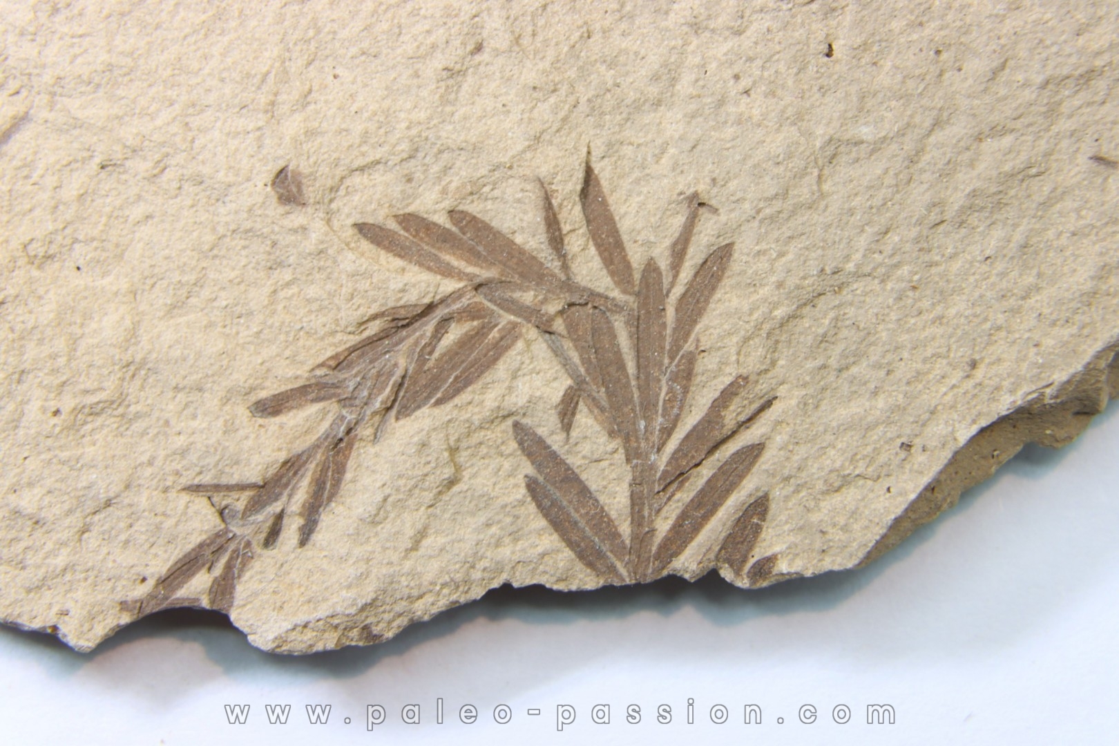 METASEQUOIA - oligocene - muddy creek fmt - Montana - USA