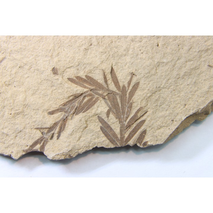 METASEQUOIA - oligocene - muddy creek fmt - Montana - USA