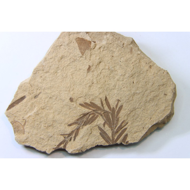 METASEQUOIA - oligocene - muddy creek fmt - Montana - USA