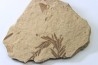 METASEQUOIA - oligocene - muddy creek fmt - Montana - USA