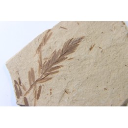 METASEQUOIA - oligocene - muddy creek fmt - Montana - USA